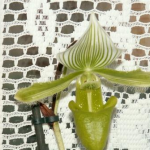 Orchideensubstrat